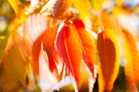 Abstract red leaves Stock Photos