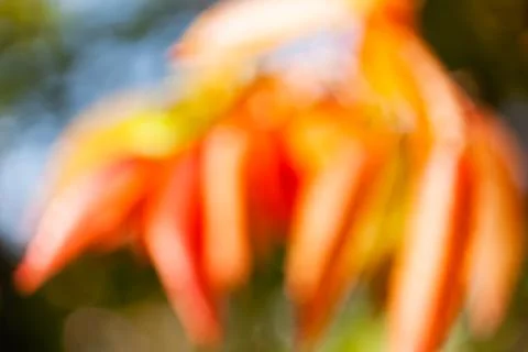 Abstract red leaves Stock Photos