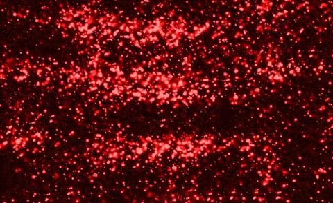 Abstract RED particles floating and glowing softly on a black background, c.. Stock Photos