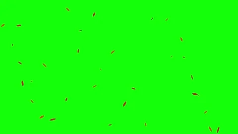 Abstract Red Particles Floating on Green Screen Background Stock Footage 341806462