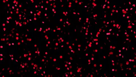 Abstract red particles with highlights on a black background. Stock Footage 242931021