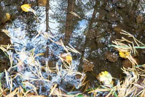 Abstract reflection in an autumn pool Stock Photos