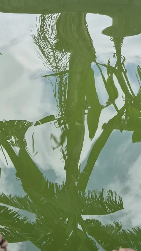 Abstract reflection of Banana Leaves Video stock 332878983