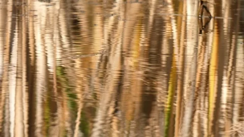 Abstract reflection of golden reed stalks in water Stock Footage 337325427