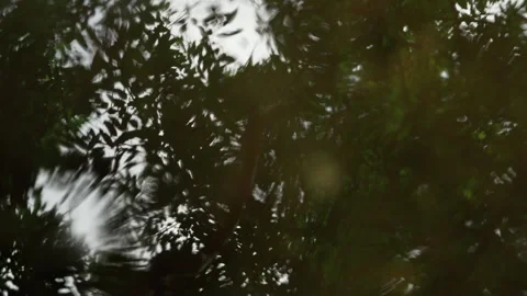 Abstract Reflection of Green Tree Canopy on Calm Water Surface Видео 337865284