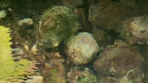 Abstract Reflection Over River Stones Stock Footage 314391302