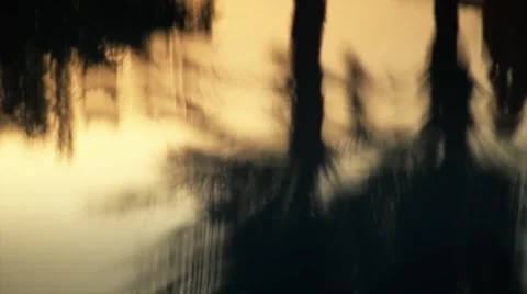 Abstract reflection of palm trees in water 库存影片 64715420