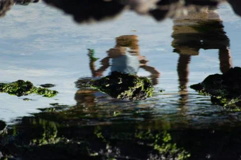 Abstract Reflection in a Tide Pool Stock Photos