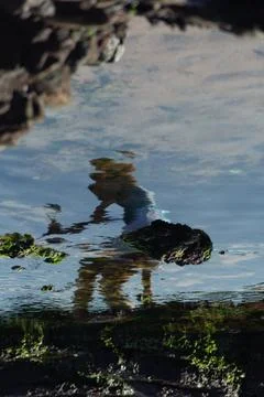 Abstract Reflection in a Tide Pool Stock Photos