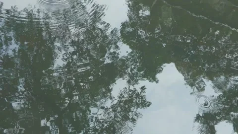 Abstract reflection of trees and leaves on the calm surface of water. Video stock 343368976