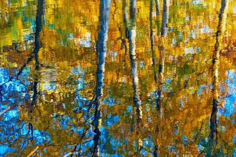Abstract reflection of trees in water with ripples Stock Photos