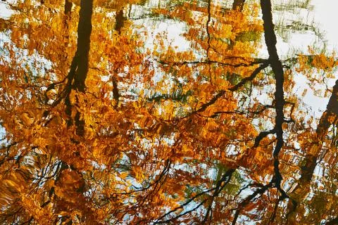 Abstract reflection of trees in water with ripples Stock Photos