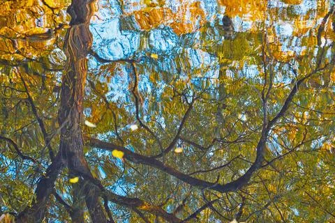 Abstract reflection of trees in water with ripples Stock Photos
