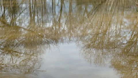 Abstract reflection of trees on water in winter, Germany Stock Footage 330858881