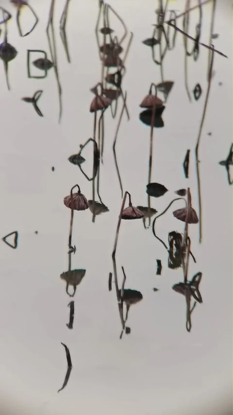 Abstract Reflections of Dried Lotus Stems and Pods in Calm Water, China Stock Footage 337386676