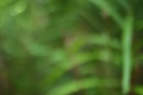 Abstract rendition of nature's tranquility: A blurred exploration of verdan.. Stock Photos