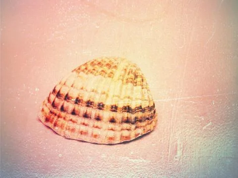 Abstract.  Ribbed sea shell close up. Stock Photos
