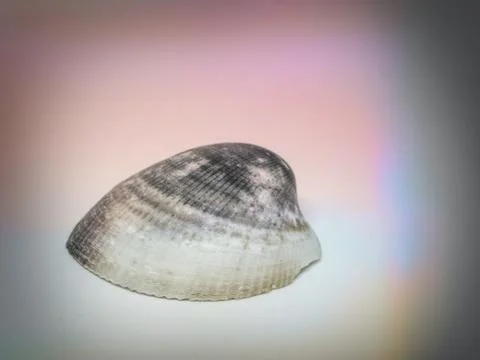 Abstract.  Ribbed sea shell close up. 스톡 사진