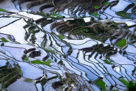 Abstract rice terraces texture with sky reflection. Banaue, Philippines Am... Stock Photos