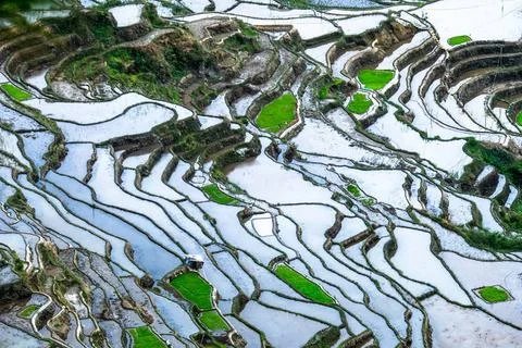 Abstract rice terraces texture with sky reflection. Banaue, Philippines Am... Stock Photos