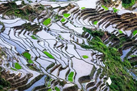 Abstract rice terraces texture with sky reflection. Banaue, Philippines Am... Stock Photos