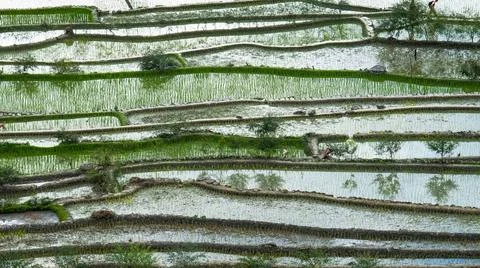 Abstract rice terraces texture with sky reflection. Banaue, Philippines Am... Stock Photos