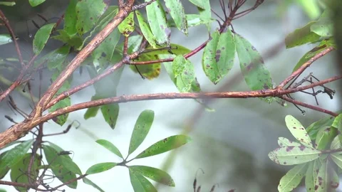 Abstract river behind branches Stock Footage 71390100