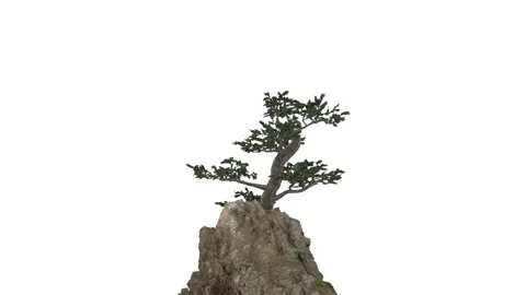 An abstract rock rotates counterclockwise along with a tree that grows at its Stock Footage 155665715