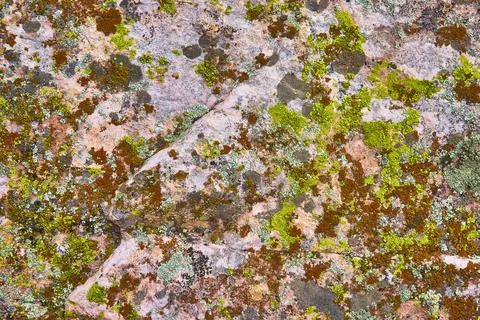 Abstract Rock Texture with Lichen Patterns and Natural Color in Close Up Stock Photos