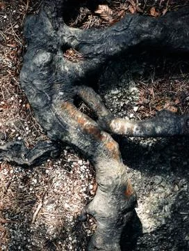 Abstract root of a beech tree Stock Photos