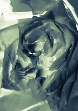 Abstract rose background Stock Photos