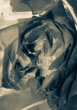 Abstract rose background Stock Photos