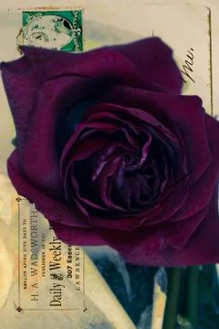 Abstract rose background Stock Photos