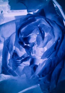 Abstract rose background Stock Photos