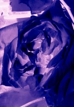 Abstract rose background Stock Photos