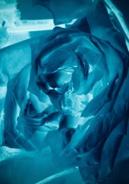 Abstract rose background Stock Photos