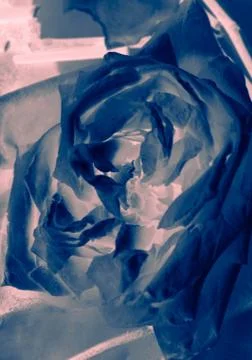 Abstract rose background Stock Photos