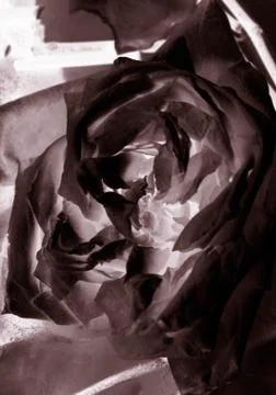 Abstract rose background Stock Photos