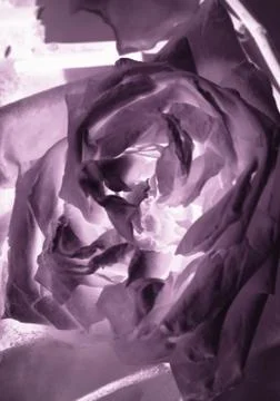 Abstract rose background Stock Photos