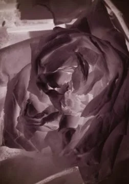 Abstract rose background Stock Photos