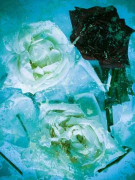 Abstract rose background Stock Photos