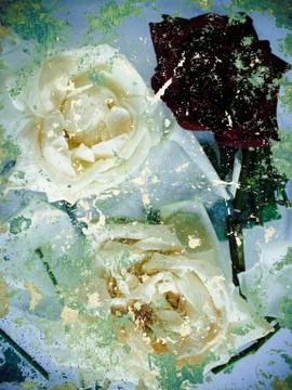 Abstract rose background Stock Photos