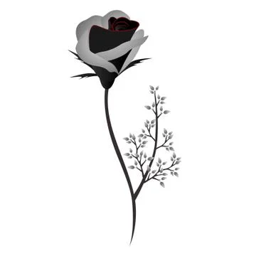 Abstract rose isolated on white background, design element Stock Illustration
