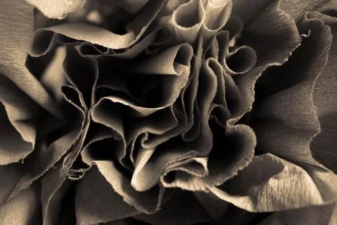 Abstract rose paper folded background Stock Photos