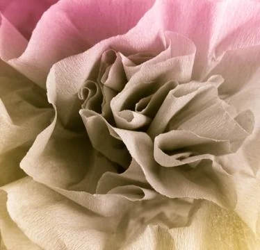 Abstract rose paper folded background Stock Photos