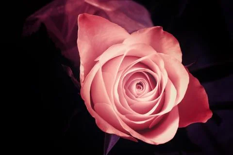 Abstract rose Stock Photos