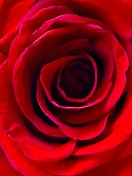 Abstract rose Stock Photos