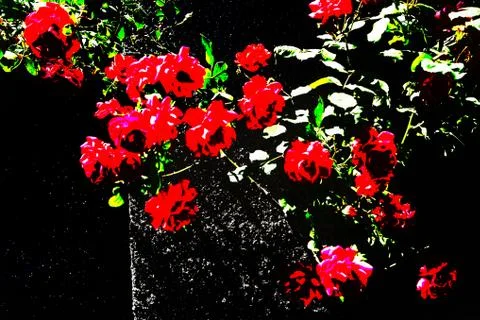 Abstract roses Stock Photos