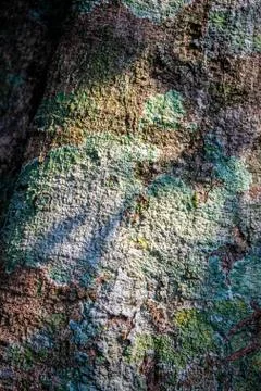 Abstract of rough background of tree bark Stock Photos