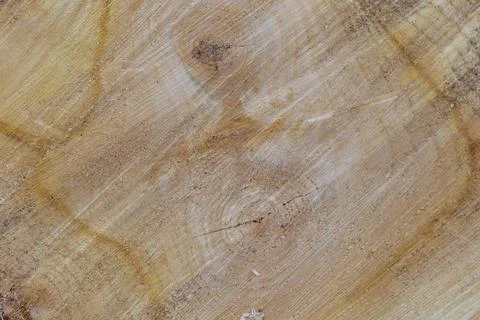 Abstract Rough Surface of Tree Rings Stock Photos